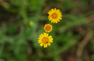 Wildflowers