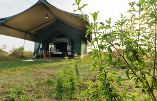 Guest Tent