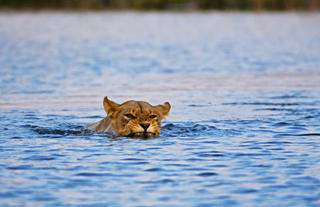 Lion Crossing the Selinda Spillway