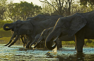 Elephants drinking from the Spillway