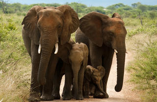 Morukuru Family Madikwe - Elephant family