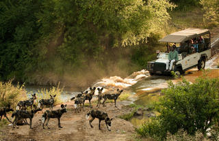 Morukuru Family Madikwe - African wild dogs