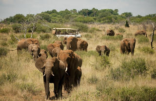 Morukuru Family Madikwe - game drive with elephant herd
