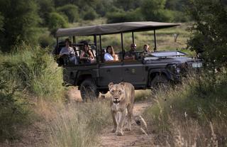 Morukuru Family Madikwe - game drive with lioness