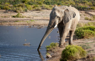 Eliphants