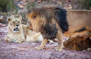 Lions