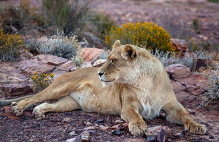 Lions