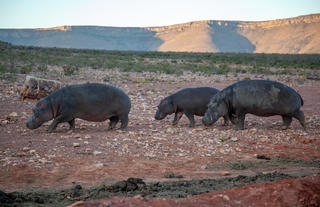 Hippos