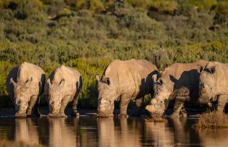 Rhino's