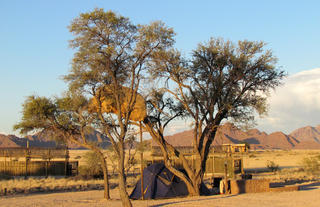 Sossus Oasis Group Camp Site