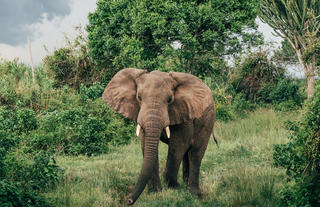 Rubondo Island Camp - Elephant
