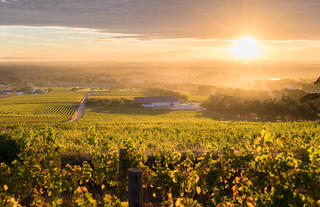 Steenberg Farm