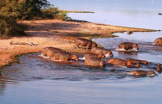 Hippos of Lake Kariba
