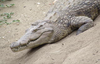 Changa Wildlife - Crocodile