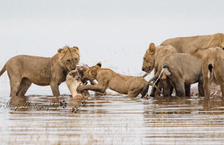 Changa lions in the water