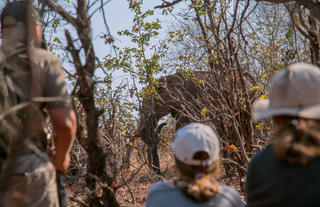 Walking Safaris with Changa