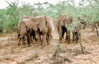 Wild animals