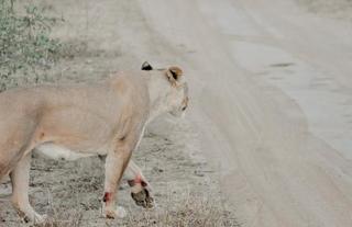 Wild animals