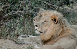 Wild animals