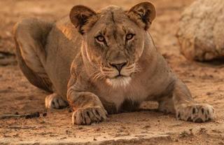 Wild animals