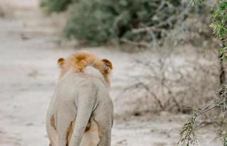 Wild animals