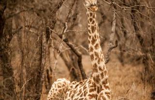 Wild animals