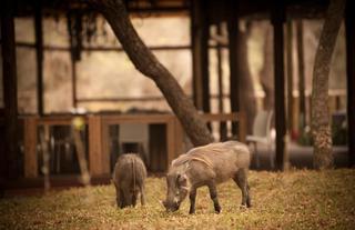 Wild animals