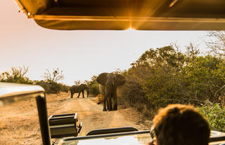 Game Drive