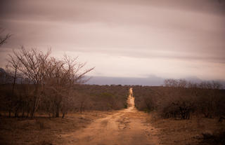 Game Drive