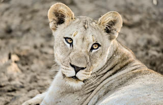 Lioness