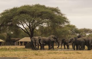 Wildlife: Elephants in Camp