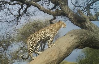 Wildlife: Leopard