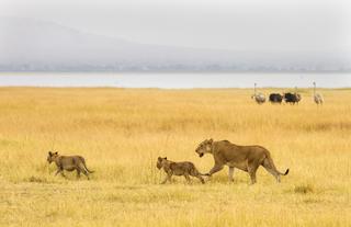 Wildlife: Lioness with her cubs