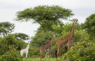 Wildlife: Giraffes - Omo the Albino Giraffe