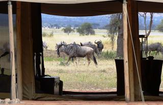 Wildlife: Wildebeest grazing in front of the camp