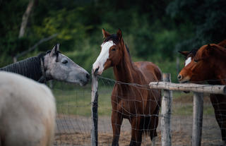 Chundukwa Horse Trails