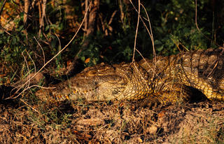 Chundukwa River Cruise