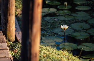 A Nature Stay