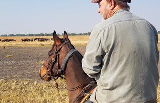 Horse Safaris