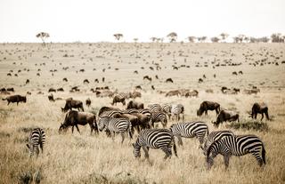 Nyasi Tented Camp