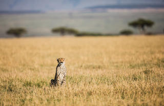 Nyasi Tented Camp