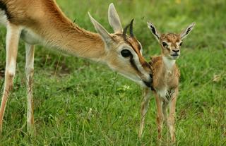 Nyasi Tented Camp