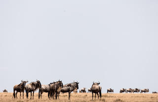 Wildlife