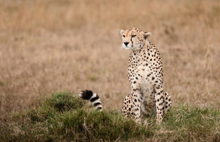 Wildlife