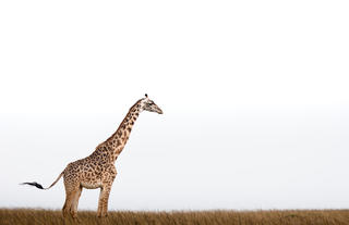 Wildlife