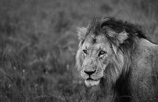 Wildlife