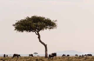 Wildlife