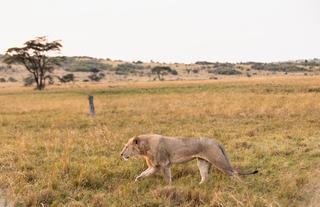 Wildlife