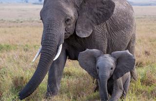 Wildlife