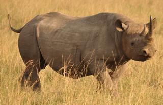 Wildlife